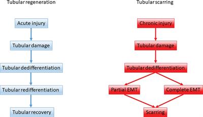 Therapeutic Targeting of Fibrotic Epithelial-Mesenchymal Transition–An Outstanding Challenge